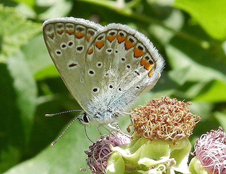 secondo voi? Polyommatus problem