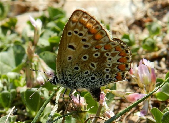 Polyommatus icarus che depone