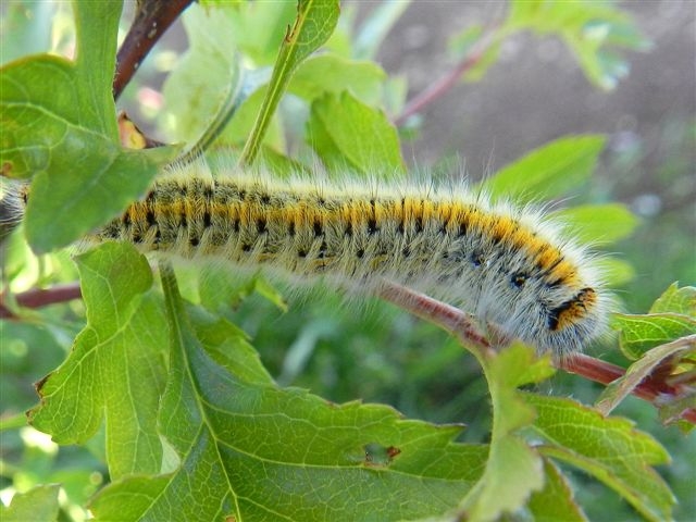 qualche foto di Lasiocampa trifolii