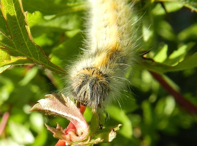 qualche foto di Lasiocampa trifolii