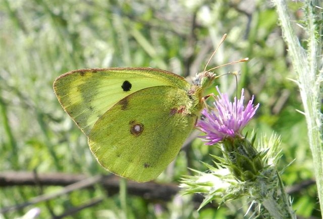 conferma per Colias alfacariensis