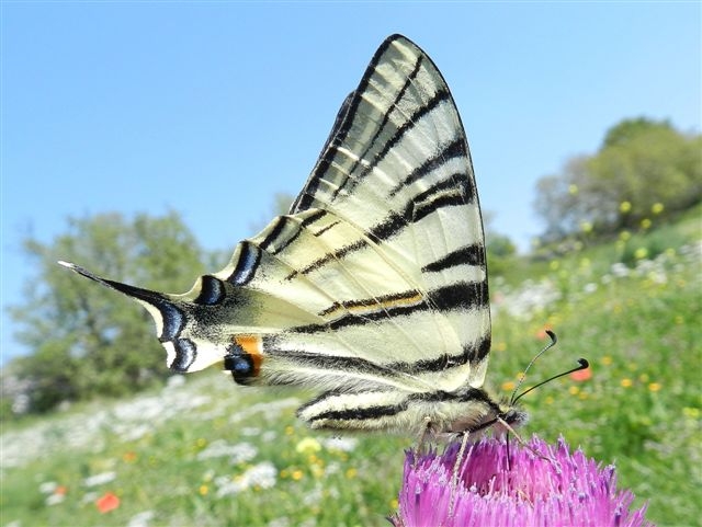 un omaggio a due delle piu'' belle