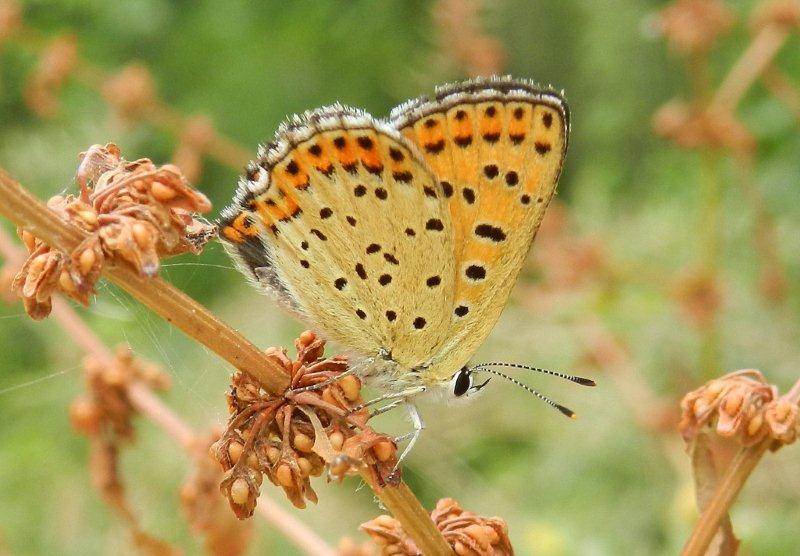 Lycaena tityrus