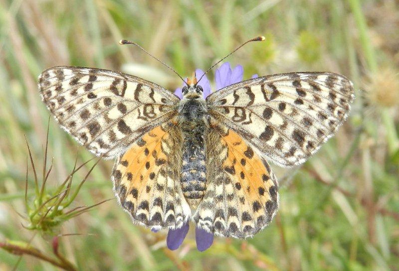 Melitaea didyma femmina