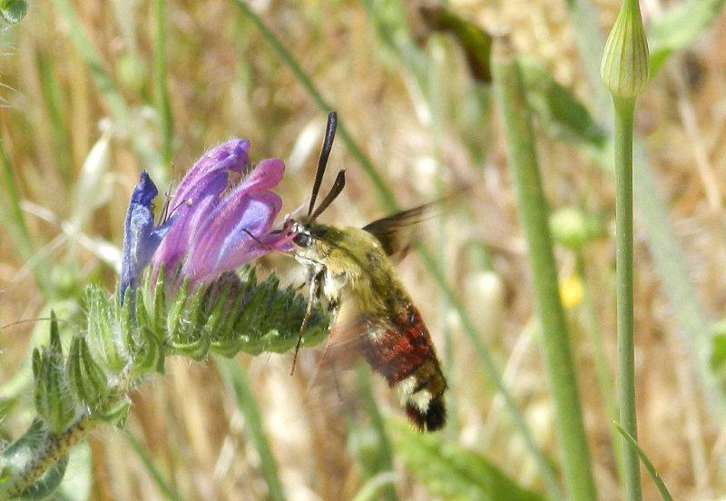 Hemaris fuciformis ?