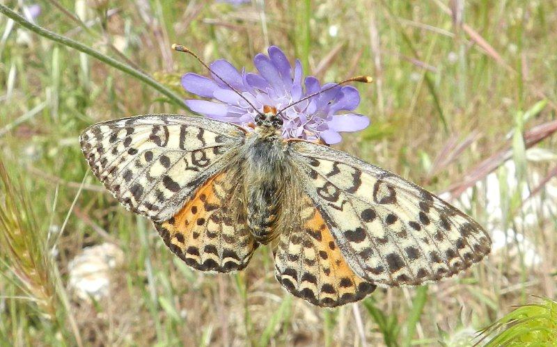 Melitaea didyma femmina