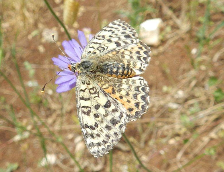 Melitaea didyma femmina