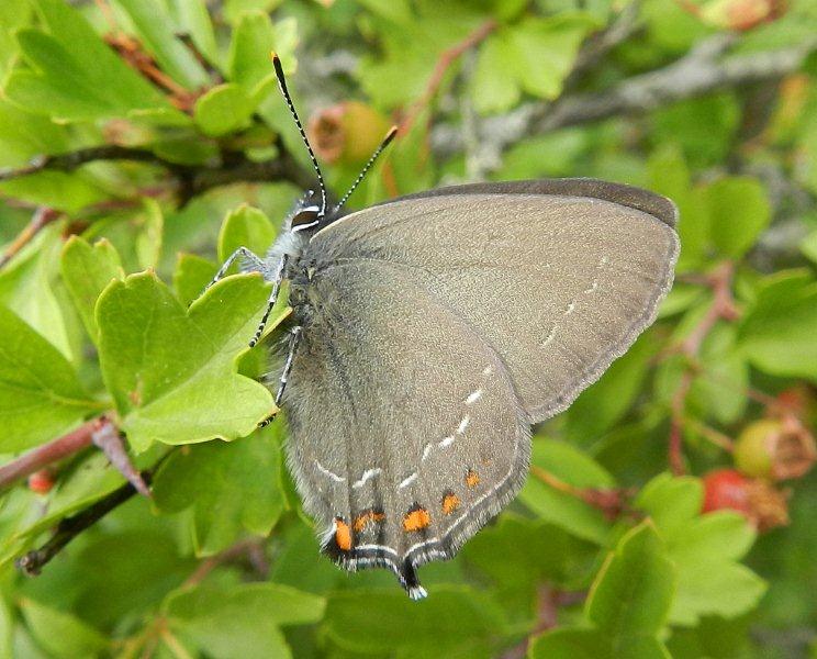 un paio di Satyrium