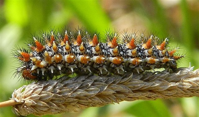 bruco Melitaea didyma