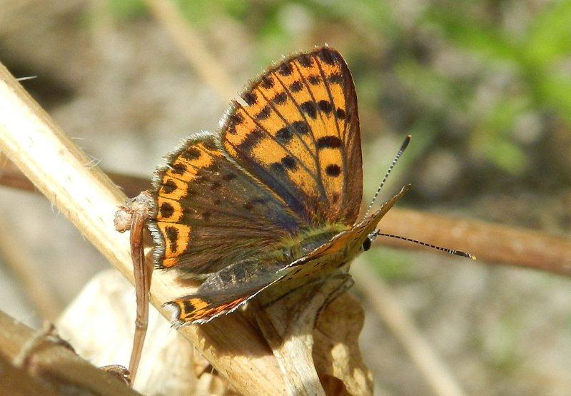 Lycaena tityrus