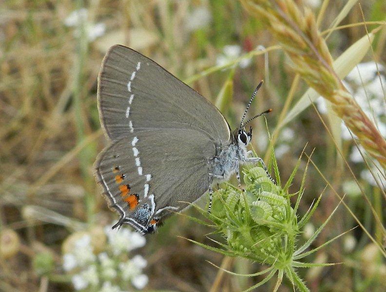 un paio di Satyrium