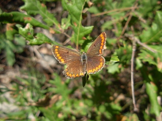 Aricia agestis ?