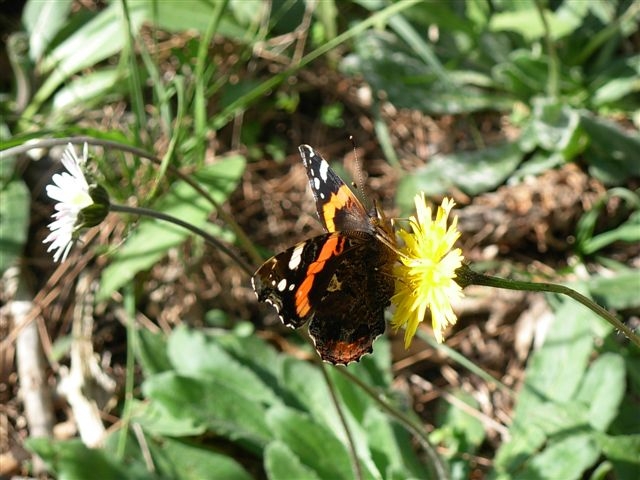 vanessa atalanta