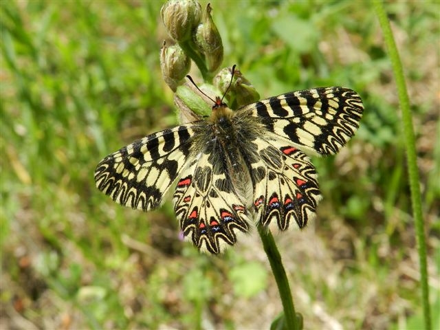 Zerinthia cassandra