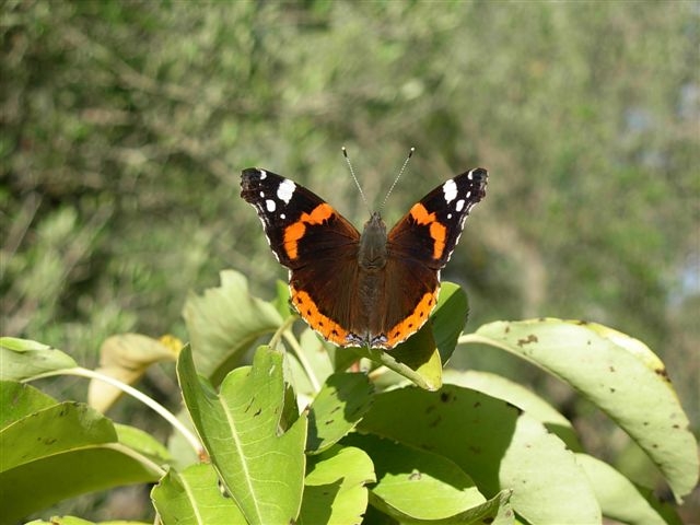 che bello il sole di ottobre... - Vanessa atalanta