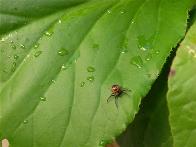 Synema globosum