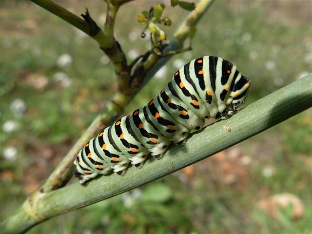 bruco papilio machaon