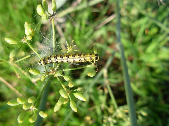 bruco di pieris brassicae?