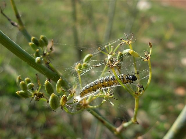 bruco di pieris brassicae?