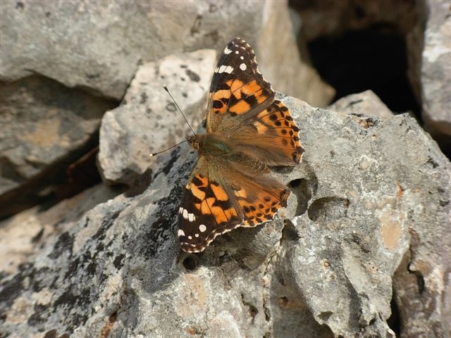 vanessa cardui