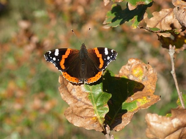 Vanessa atalanta