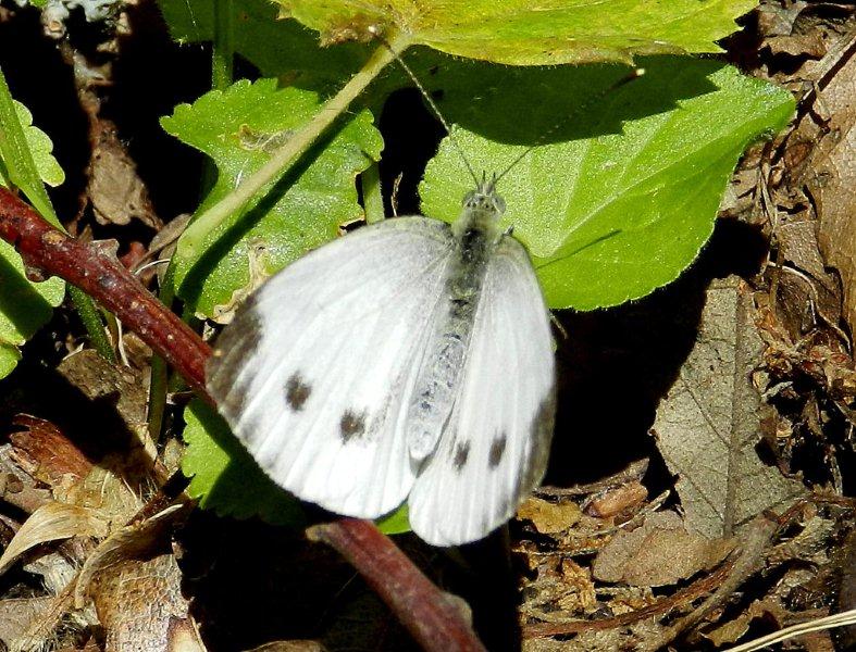 Pieris mannii ?