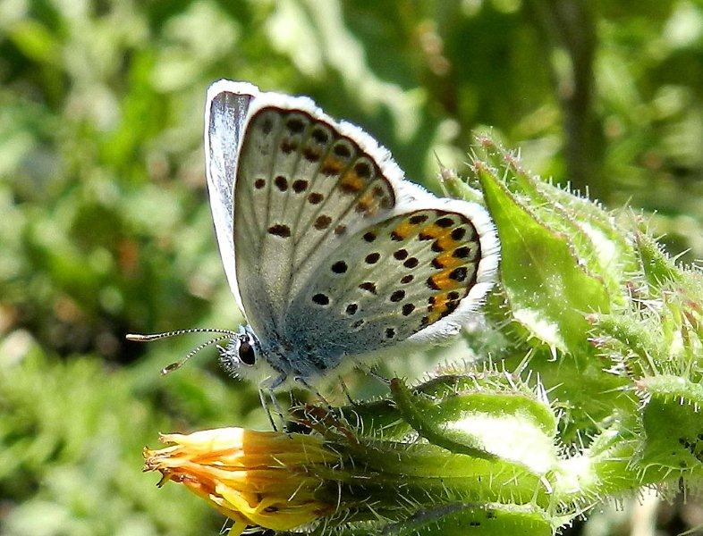 Plebejus argus ?