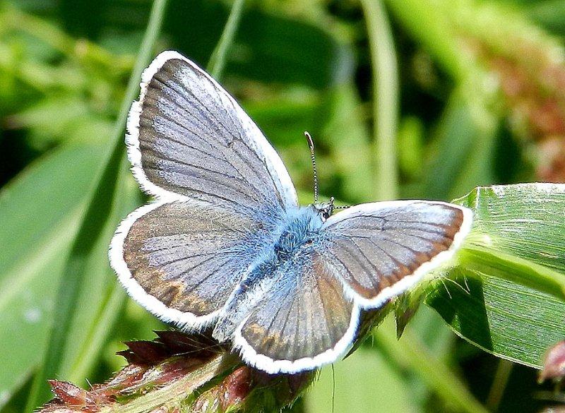 Plebejus argus ?