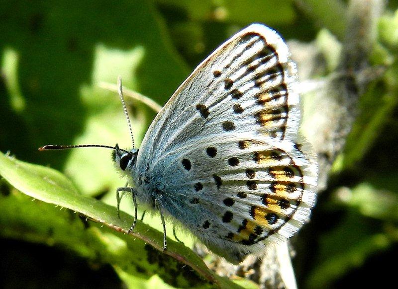 Plebejus argus ?