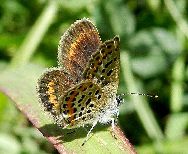 Plebejus argus ?