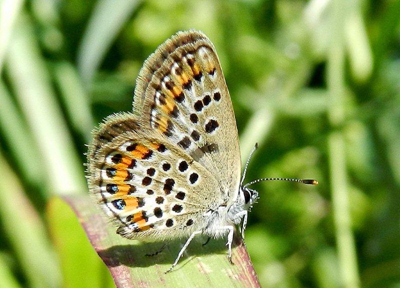 Plebejus argus ?