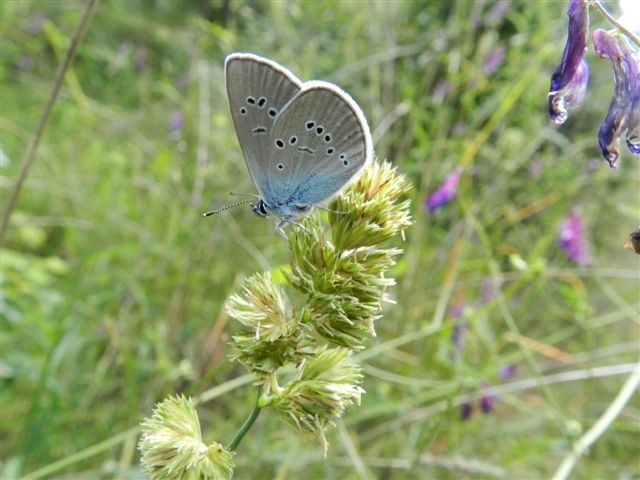 Cyaniris semiargus?