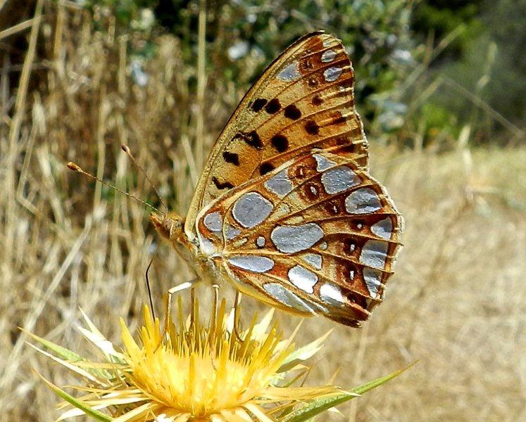 passeggiata nella calura d''agosto....