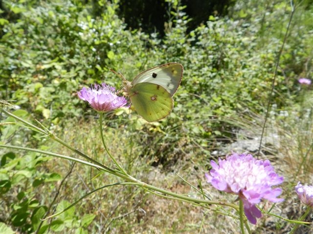 Colias alfacariensis ?