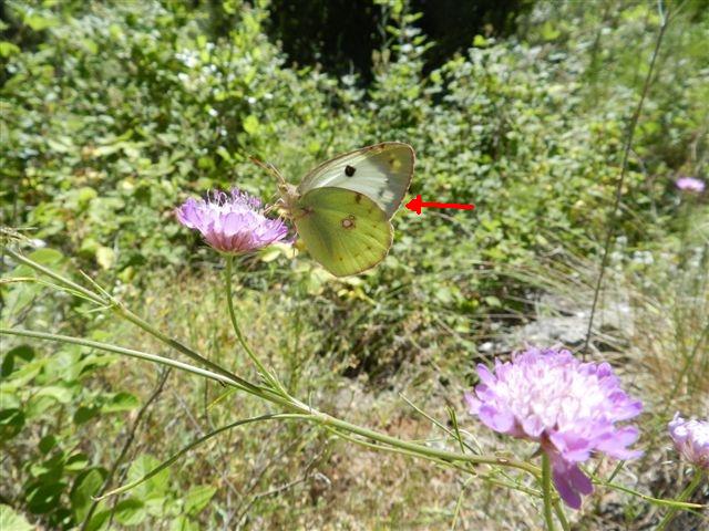 Colias alfacariensis ?