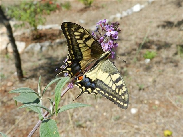 la dura legge della Natura