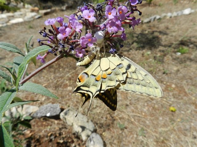 la dura legge della Natura