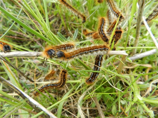 Malacosoma  ma quale?