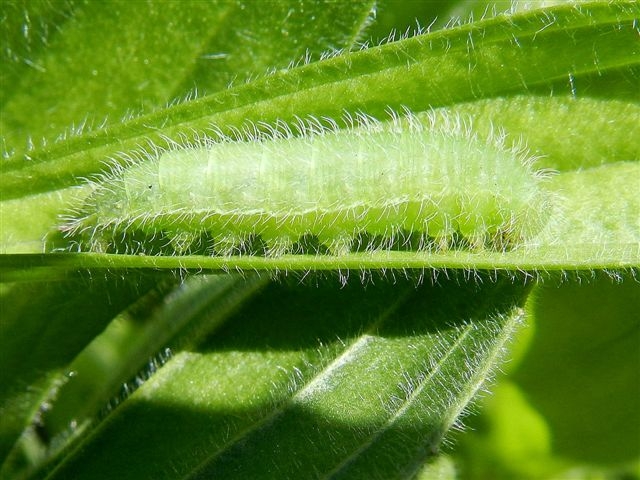 ID bruco Satyrinae - Maniola jurtina