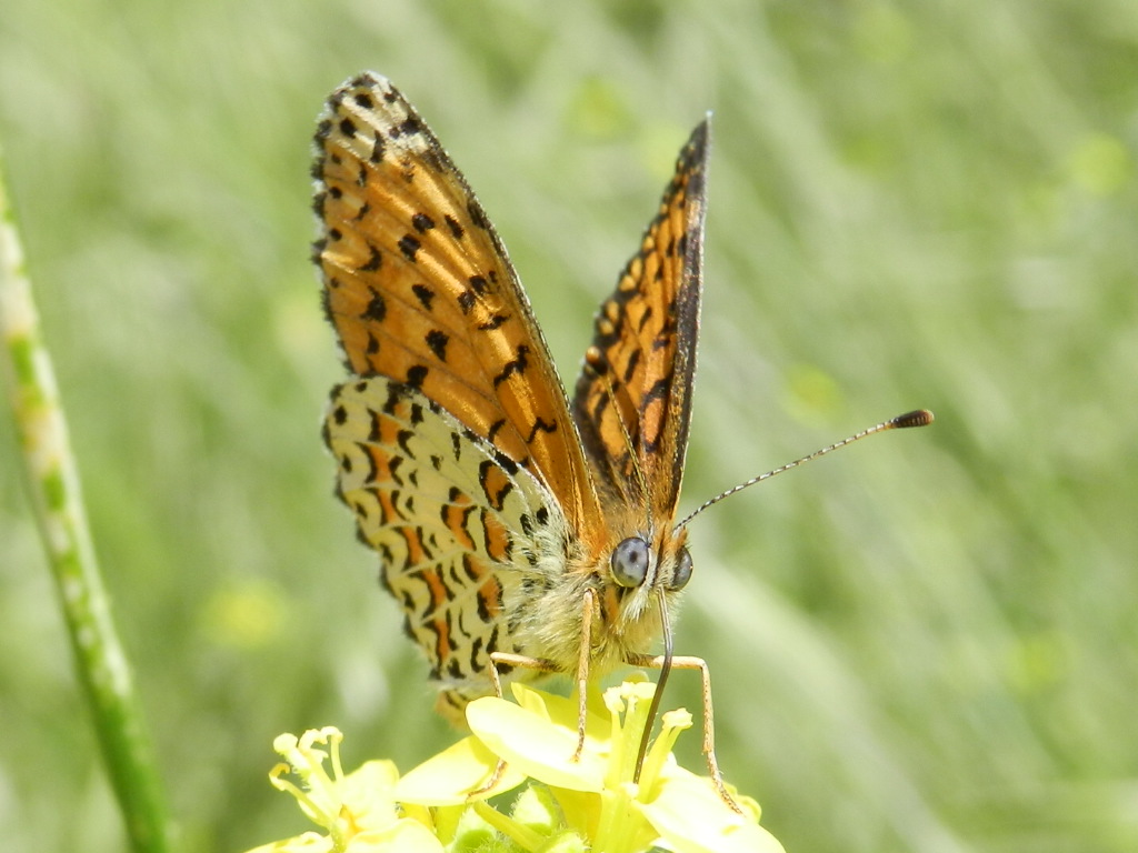 Melitaea trivia???