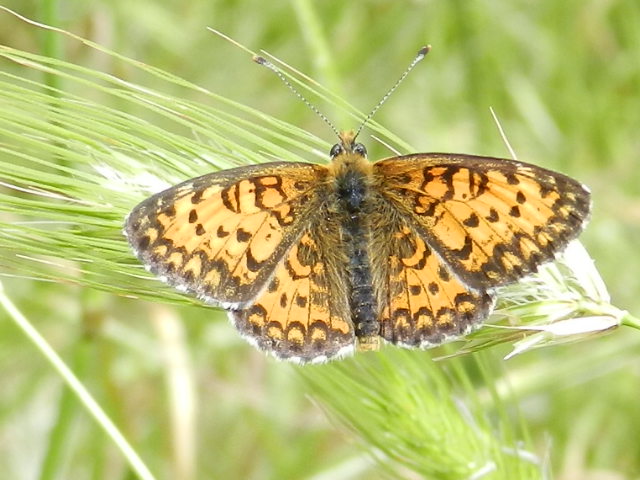 Melitaea trivia???