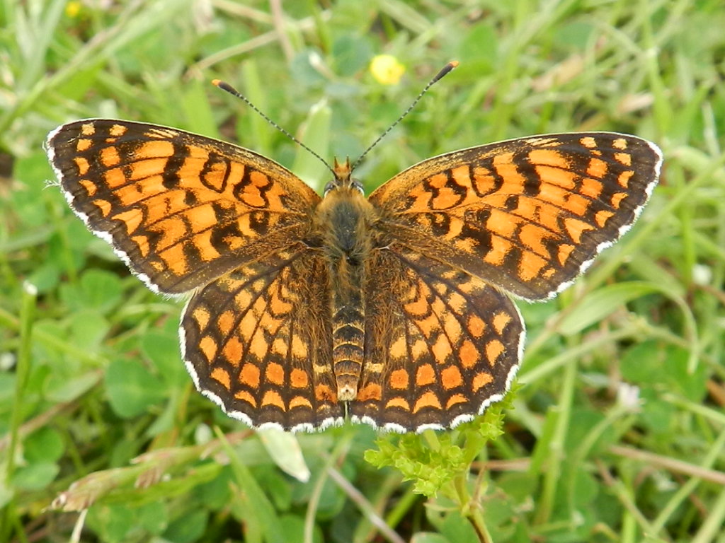 melitaea phoebe?