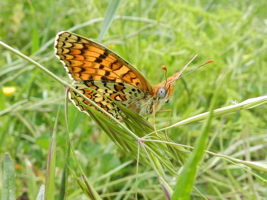 melitaea phoebe?