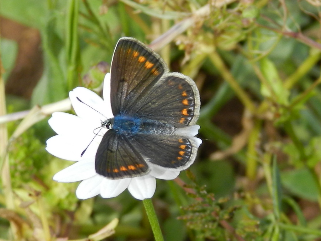 dubbio Lycaenidae