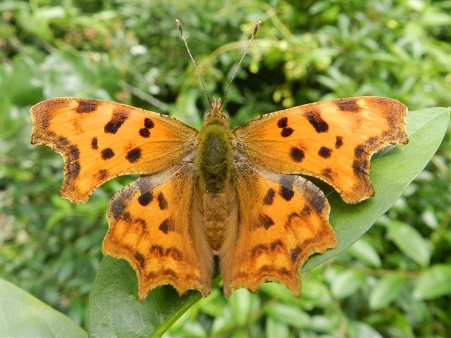 Polygonia c album