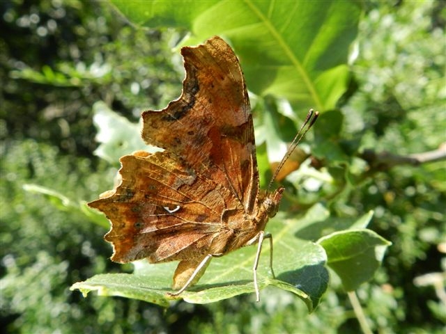 Polygonia c album