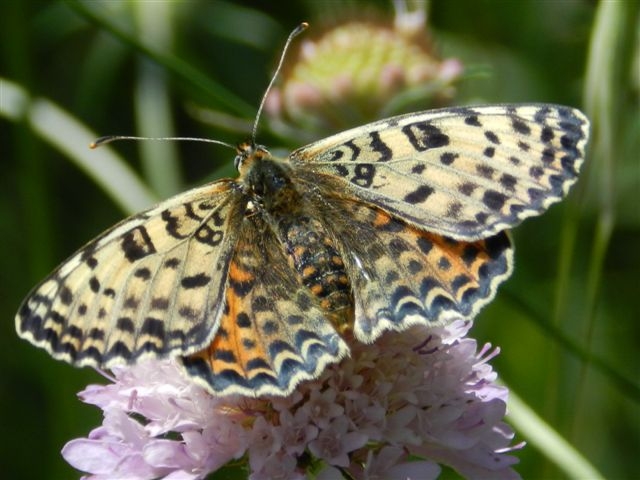 melitaea didyma meridionalis? - Melitaea didyma