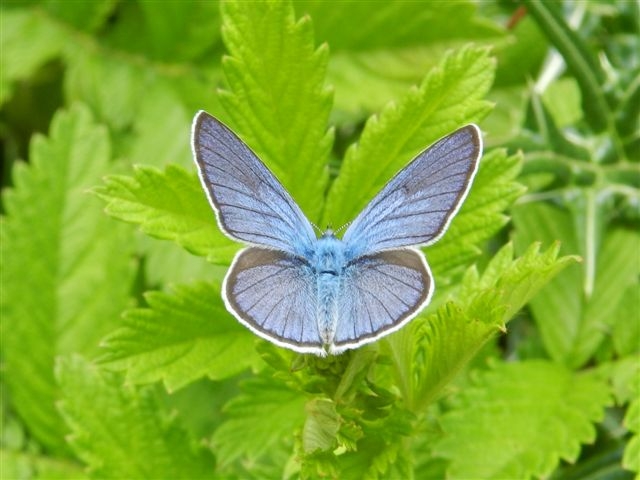 Cyaniris semiargus?