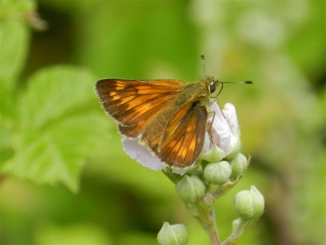 Ochlodes venata ?