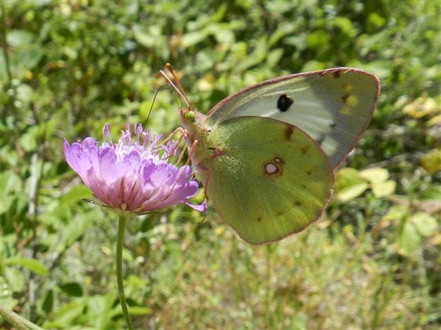 Colias alfacariensis ?